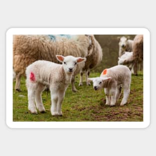 Newborn Lambs in the Brecon Beacons Sticker